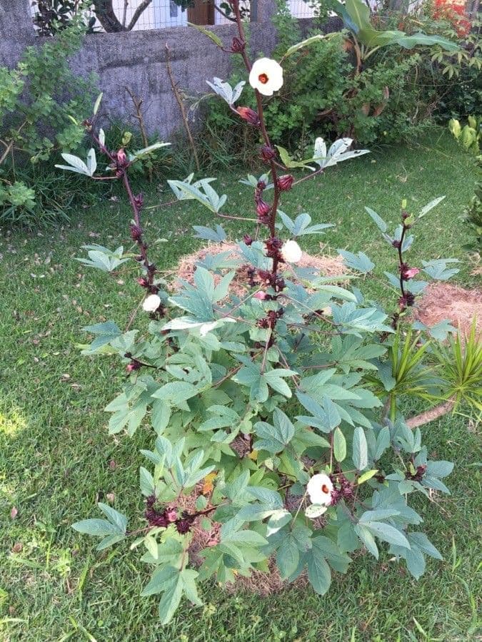 Fleur Hibiscus sabdariffa