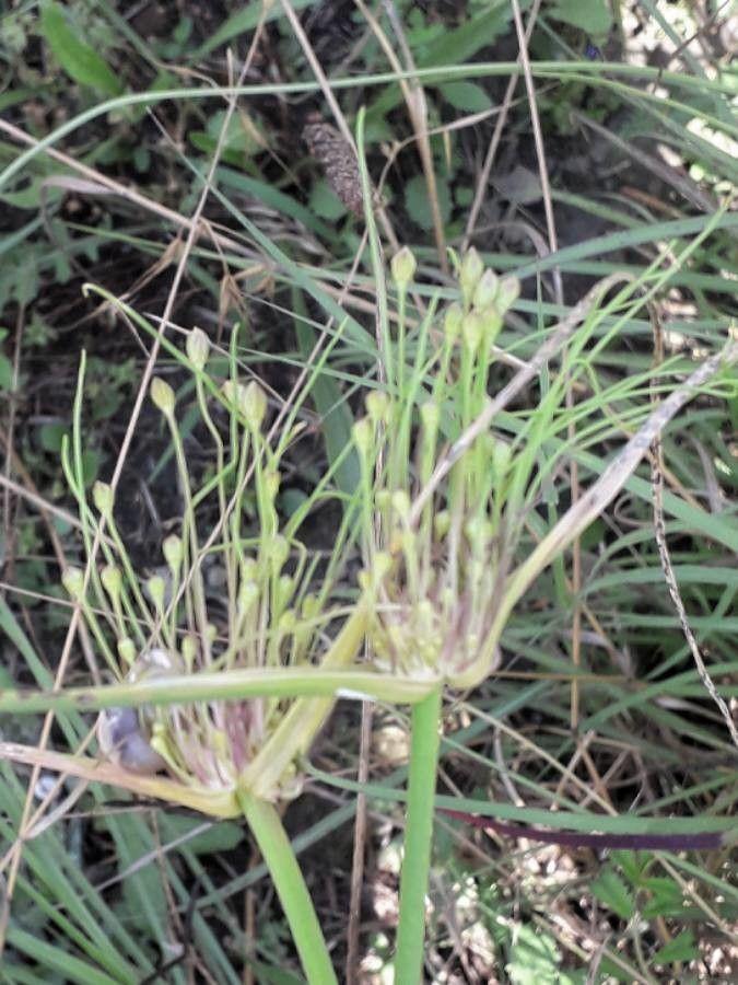 Gemüselauch in voller Blüte zwischen Steingartenpflanzen und aromatischen Kräutern
