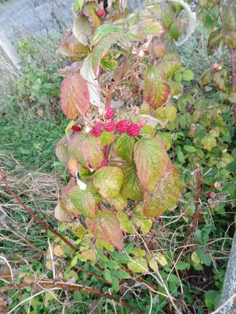 Reife Himbeeren an einer grünen Rute im sanften Morgenlicht
