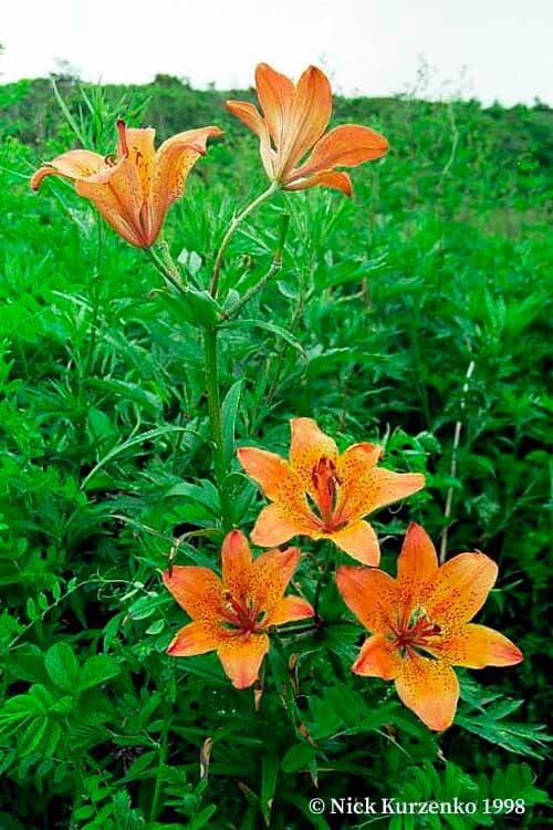 Golden Lilium pensylvanicum flowers in bloom