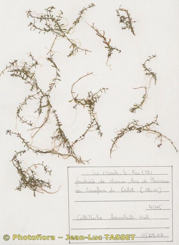 Narrowleaf water-starwort in clear water with fine green foliage submerged and floating.