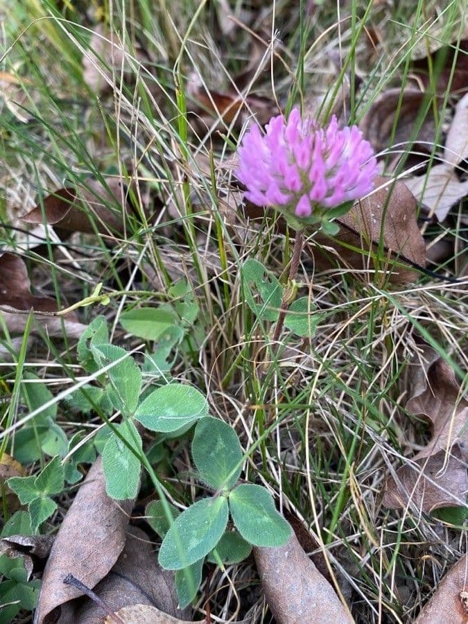 Red clover with purple-red flower heads in garden setting