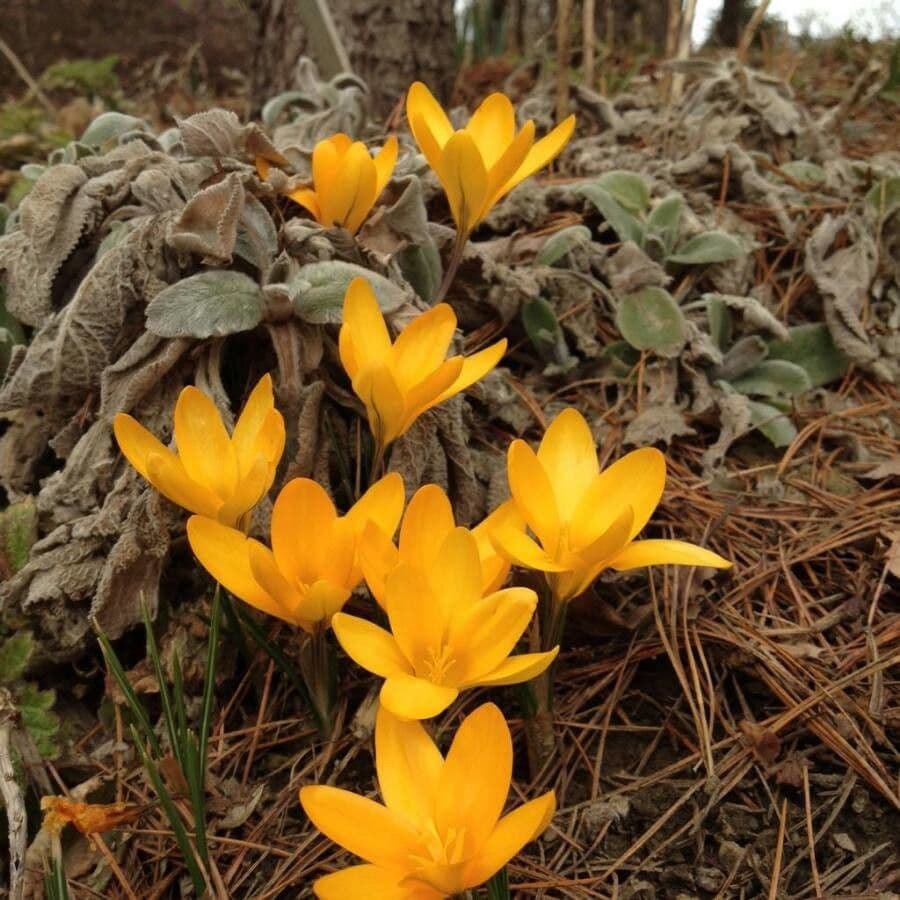 Crocus angustifolius with golden-yellow flowers in spring