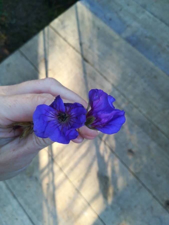 Geranium erianthum wächst niedrig mit violetten Blüten und feinem Laub