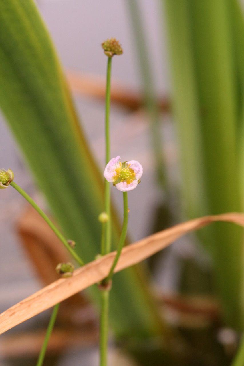 Grasartiger Froschlöffel in voller Blüte am Rand eines naturnahen Teichs