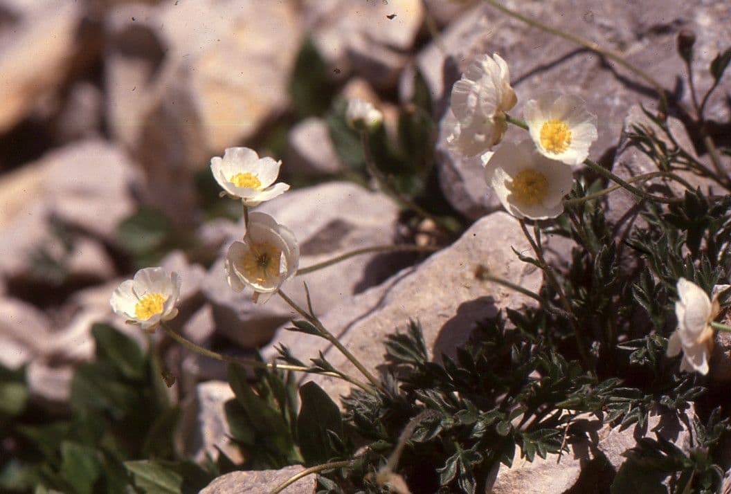 Renoncule de Seguier aux fleurs blanches sur prairie alpine