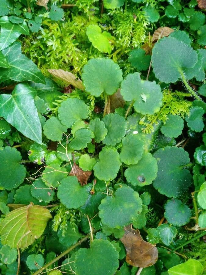 Saxifraga hirsuta behaarde steenbrekker witte bloemen