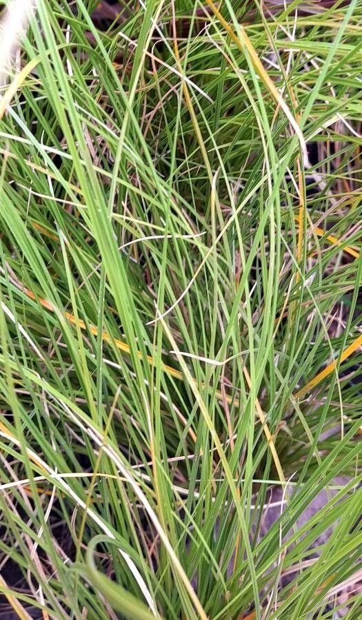 Carex buchananii mit kupferfarbenen Blättern in einer trockenen Gartensituation