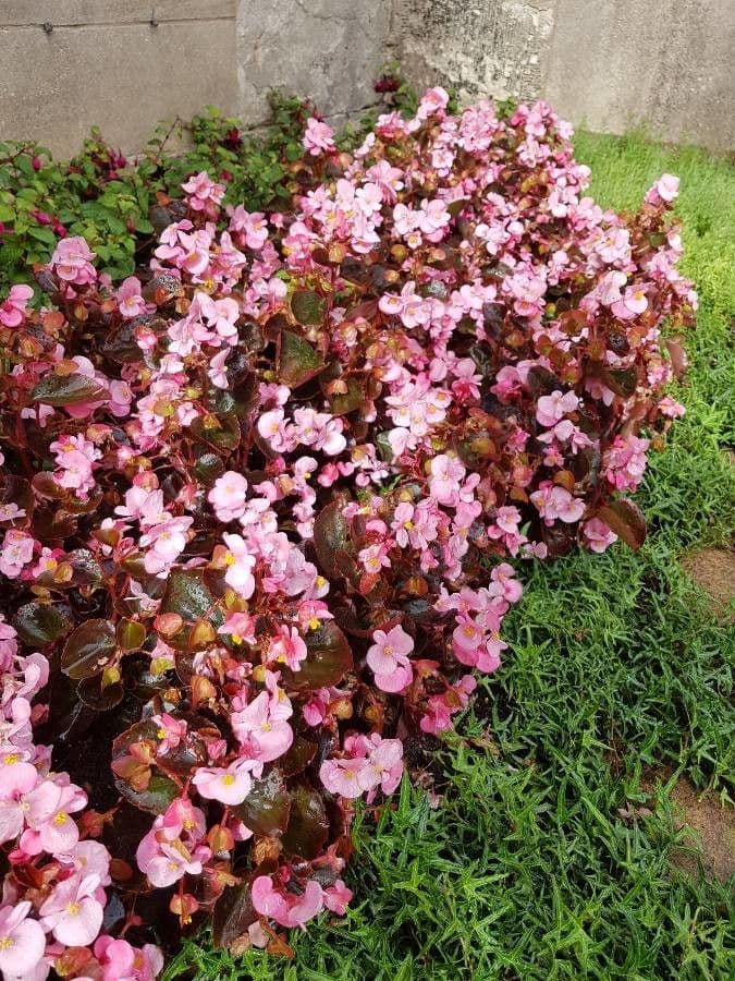 Bégonia à lobes avec fleurs roses