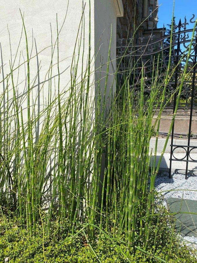 Holpijp in een vijverrand, met lange, groene, rietachtige stengels die recht uit het water groeien