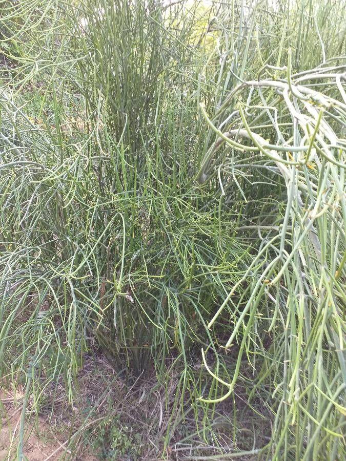 Euphorbe antivenerien dans un jardin sec et ensoleillé, avec des tiges vertes fines et une croissance en touffe