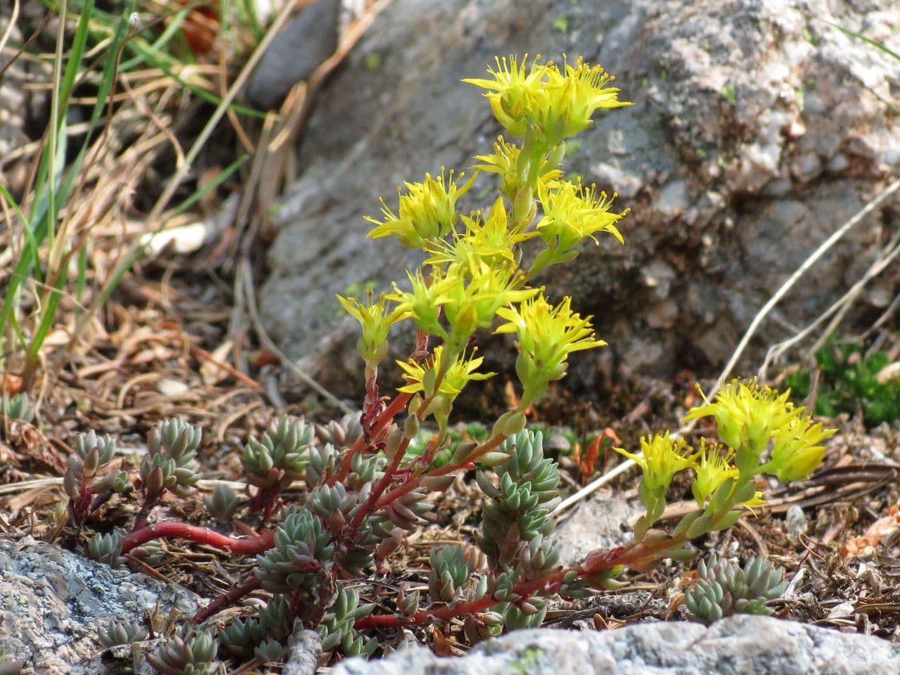 Sedum lanceolatum mit gelben Bluten