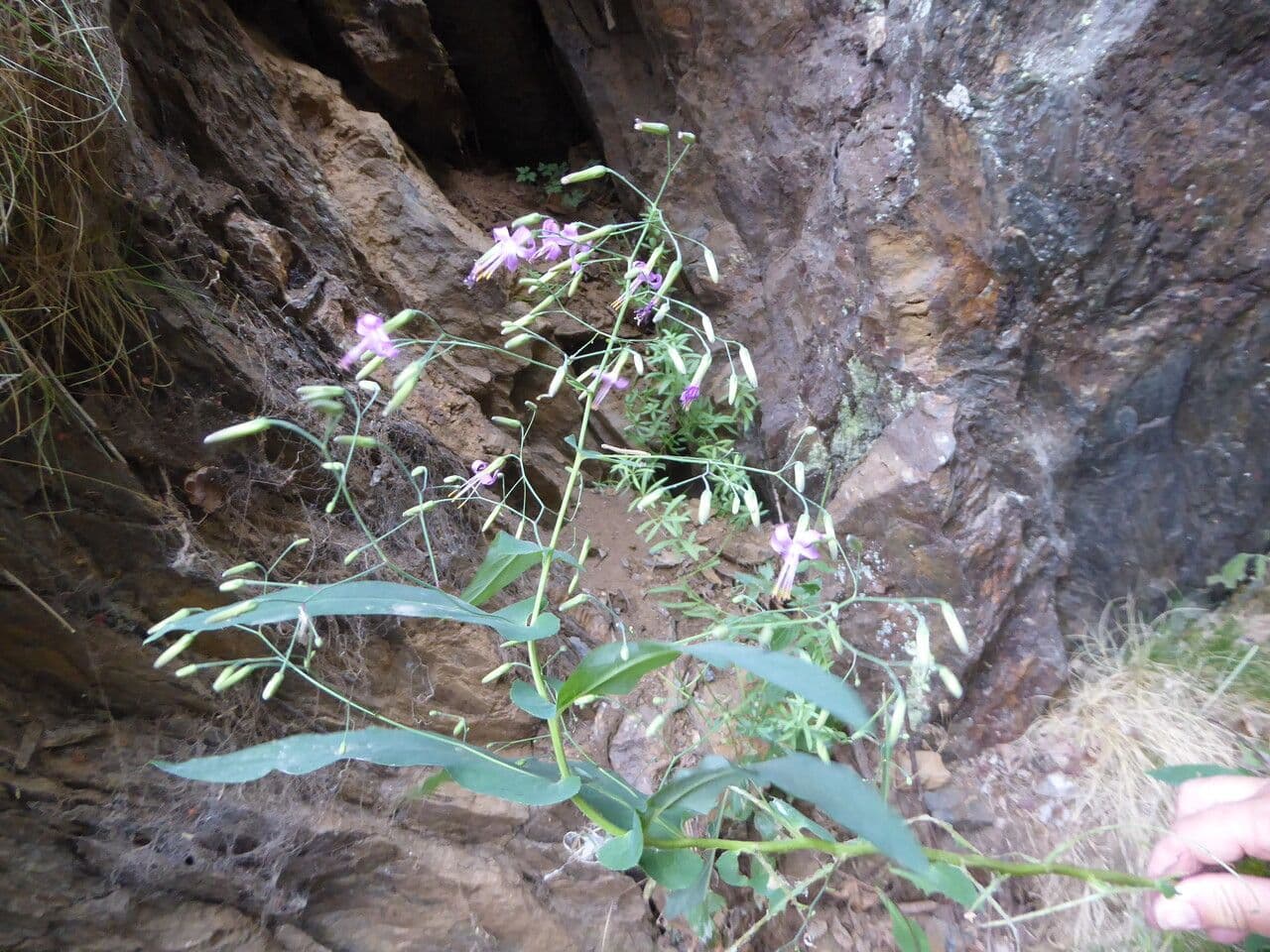 Rattlesnake root with purple flowers in natural woodland setting