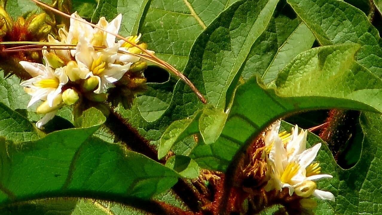 Arbuste morelle epineuse avec fleurs jaunes et grands fruits epineux