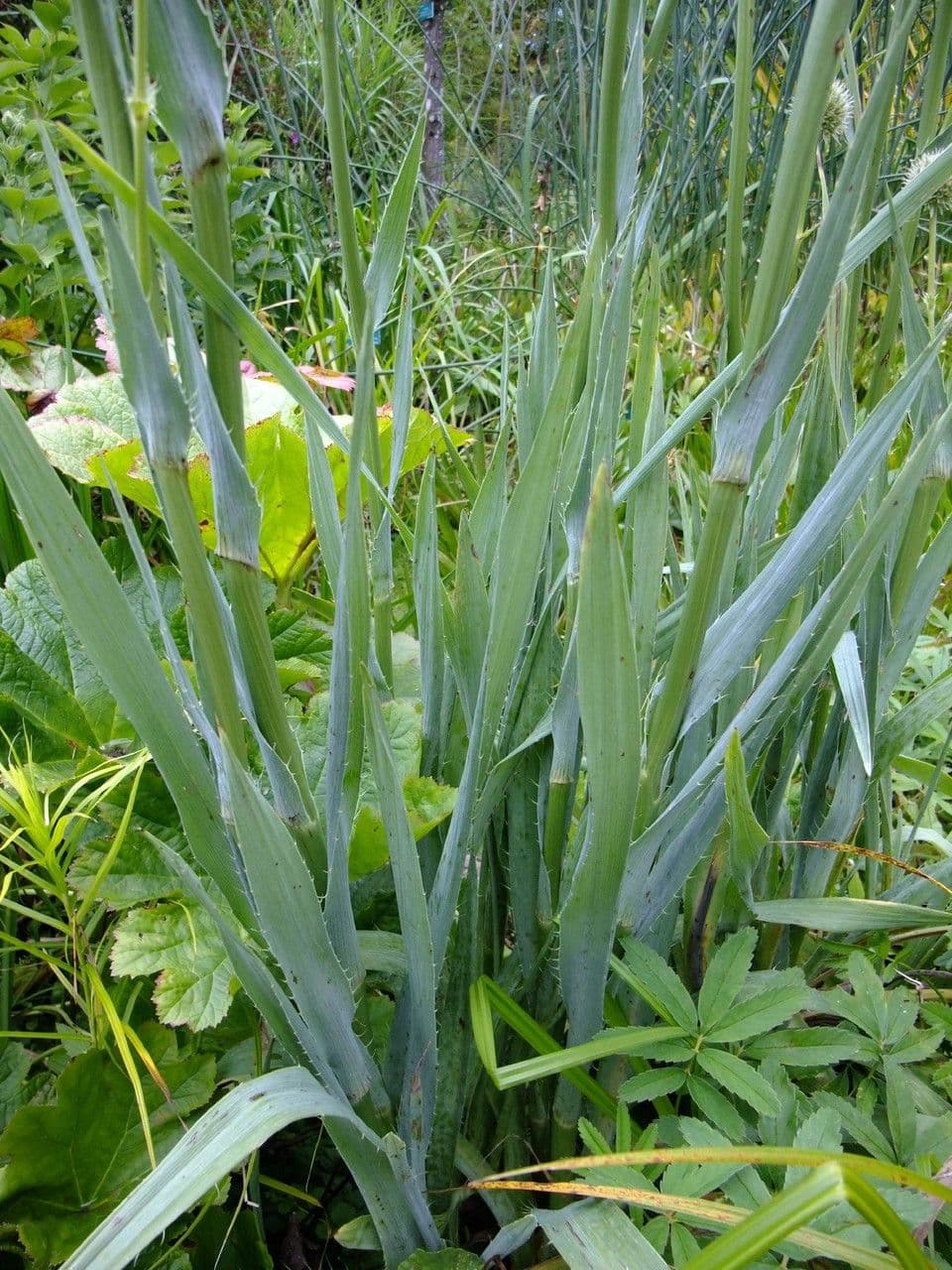 Wasser-Mannstreu (Eryngium aquaticum) mit blass-blauen Blutenkopfen am Ufer eines Teichs