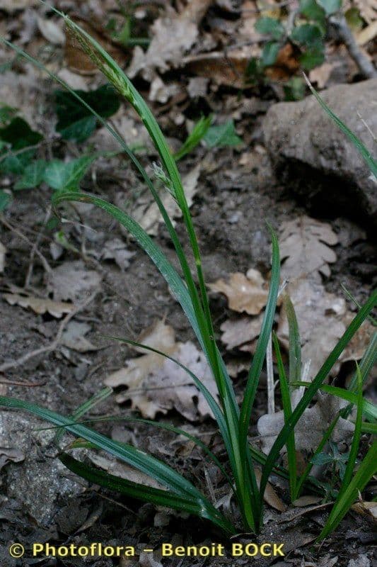 Carex olbiensis dans paysage Mediterraneen avec plantes alpines