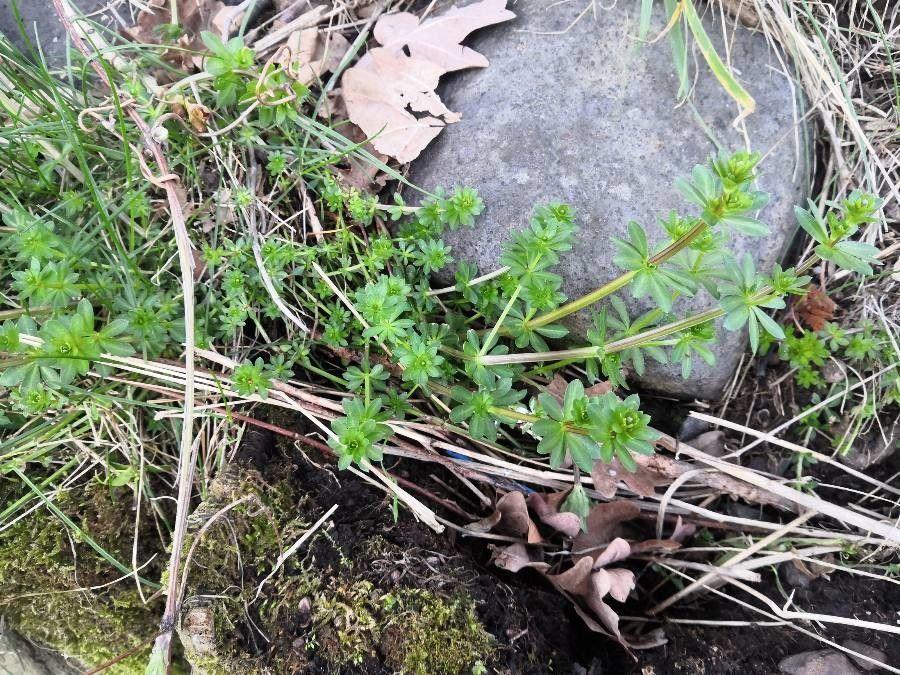 Klumpen blühendes Blaugrünes Labkraut auf einer sonnigen, kalkreichen Böschung