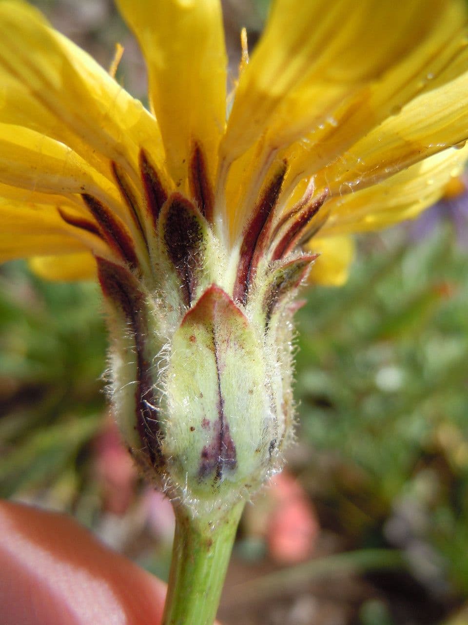 Agoseris glauca mit gelben Blütenköpfen auf offener Grasflur