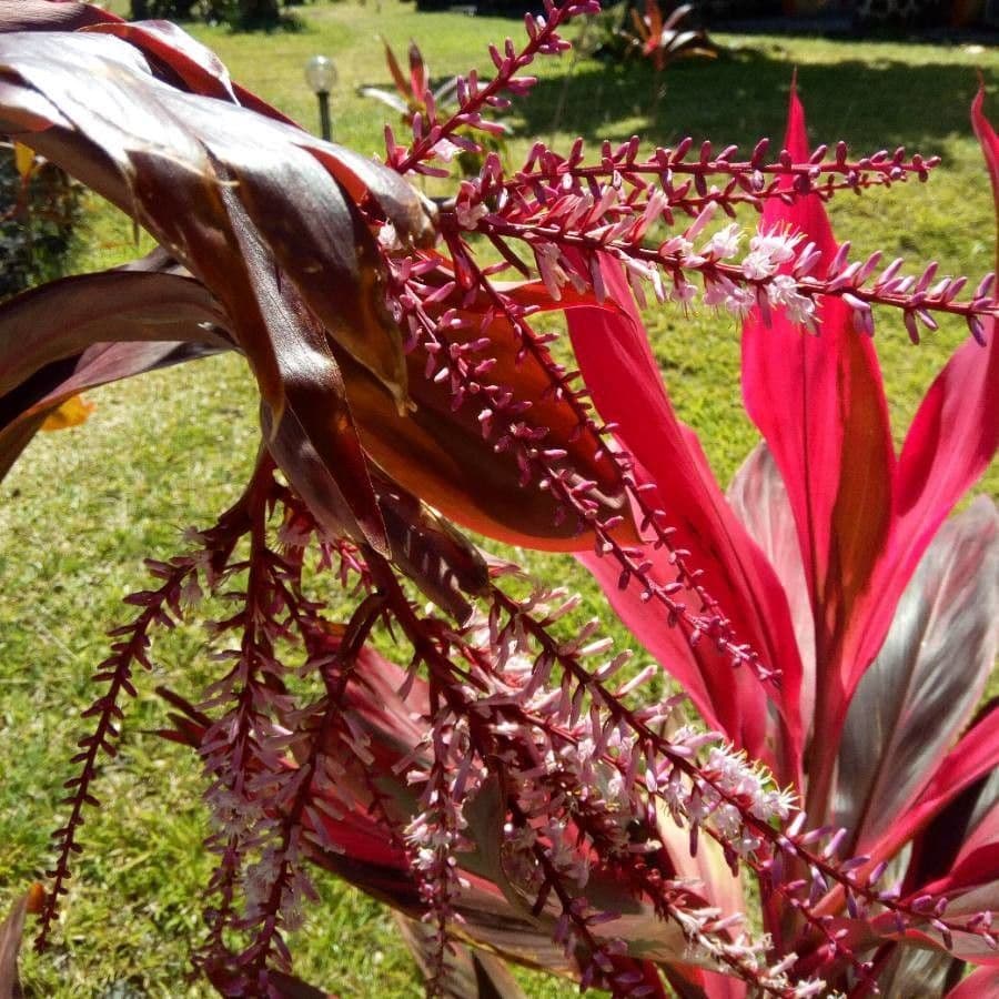 Long, purplish leaves of Cordyline fruticosa with fine texture