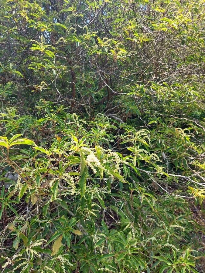 Clethra alnifolia white flowers in dense racemes