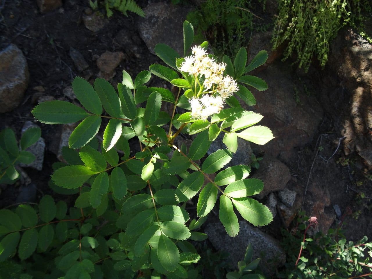 Sorbus californica avec baies rouge vif