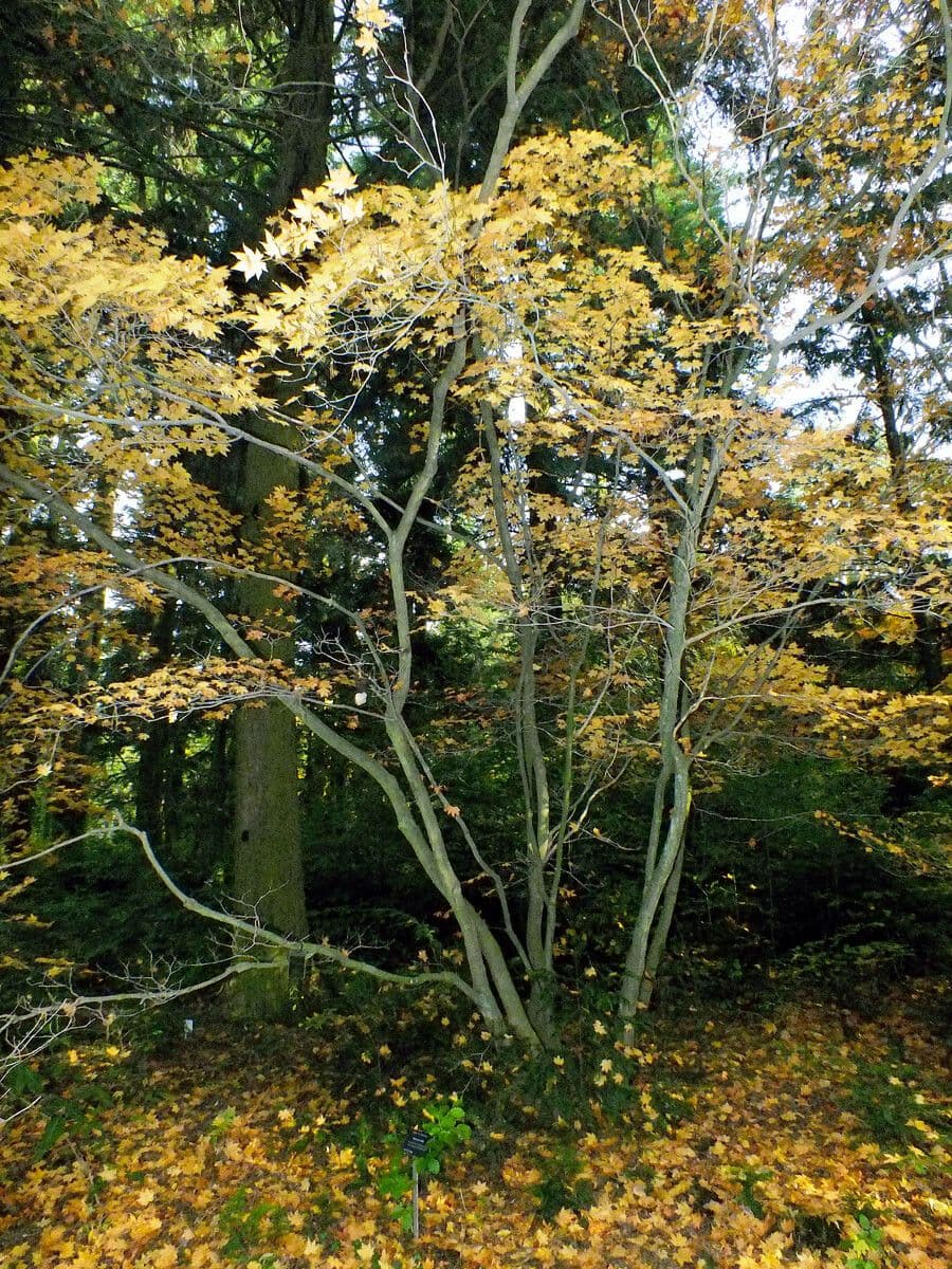Acer shirasawanum in bloei