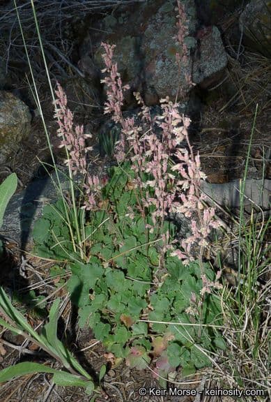 Mill creek alumroot plant met rode bloemen