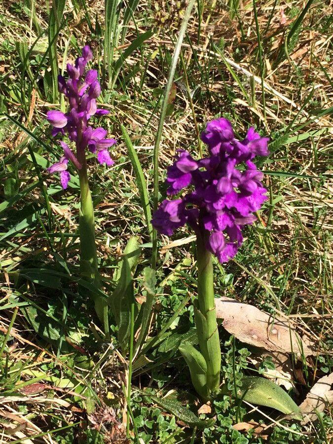 Orchis morio en pleine floraison dans une prairie ensoleillée, avec des fleurs violettes en épis denses