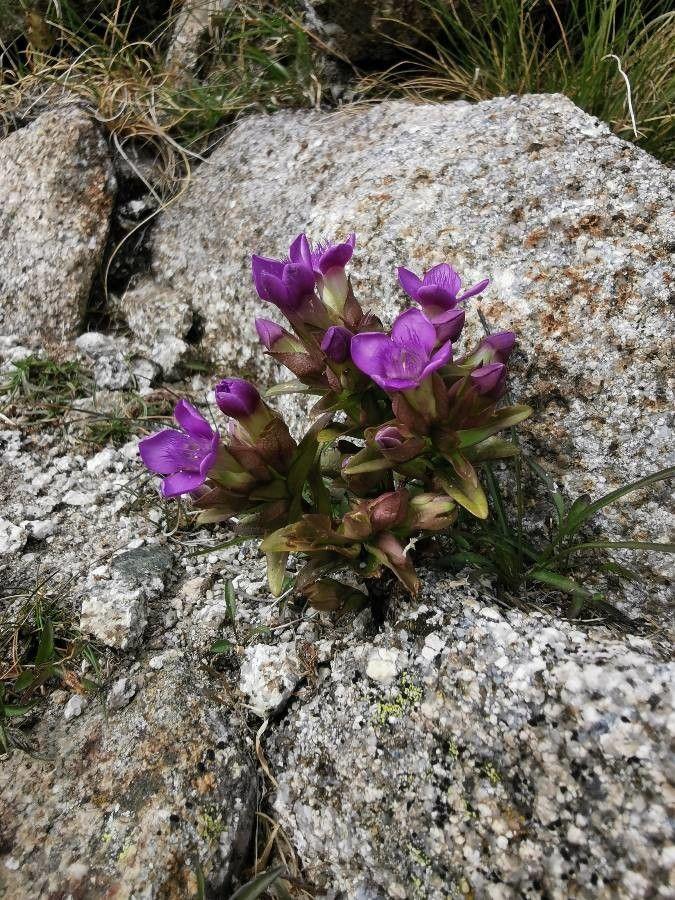 Een bosje Veldgentiaan in volle bloei op een zonnig heuvellandschap, met blauwe stervormige bloemen en fijne groene bladeren.