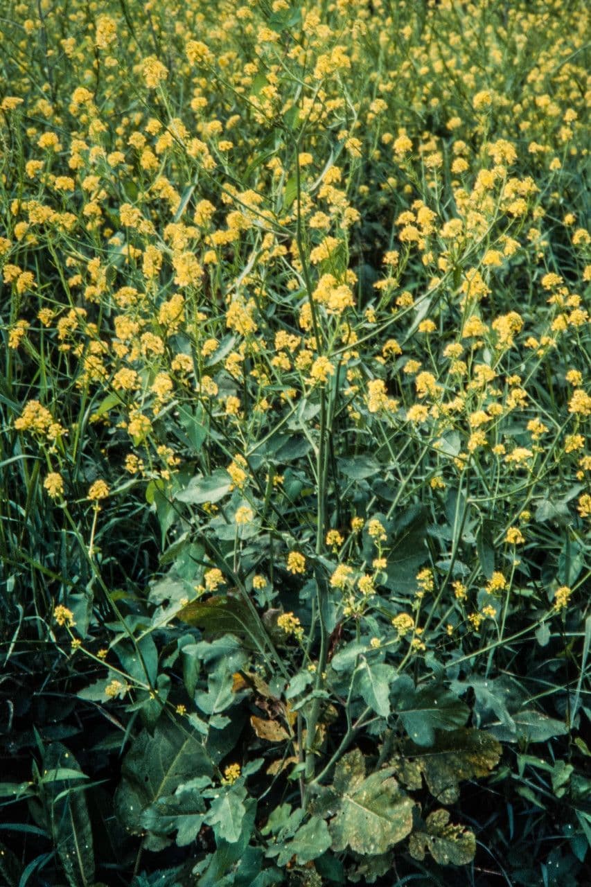Gele zwarte mosterdbloemen op groene stengels