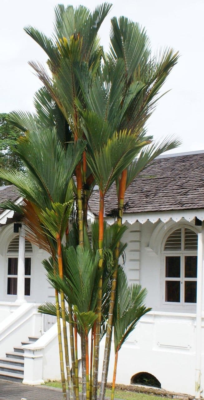 Lipstick palm with characteristic red stems