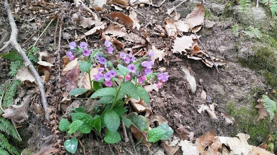 Jerusalem cowslip with spotted leaves and blue-purple flowers in a shaded garden border