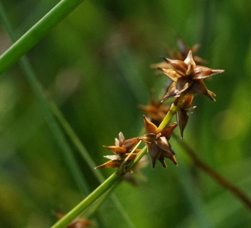 Igel-Segge in natürlicher Umgebung mit stachligen Blütenständen und schmalem grünem Laub