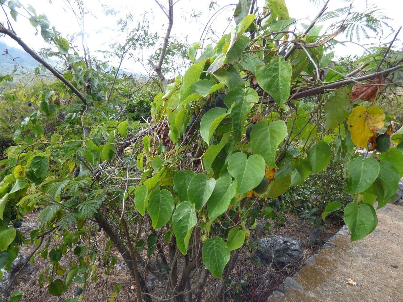 Passiflora ligularis sweet granadilla flowers and fruits