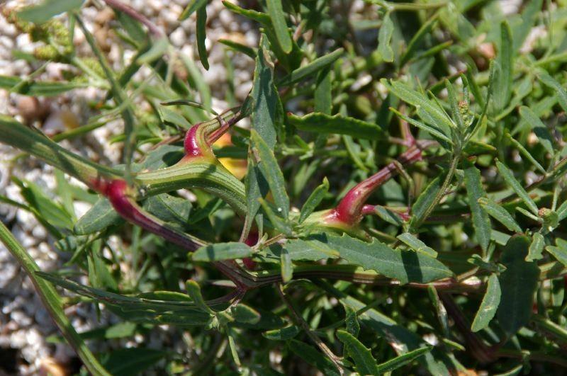 Narrow-leaf atriplex in full bloom by the seaside, showing silvery foliage and delicate green flower spikes