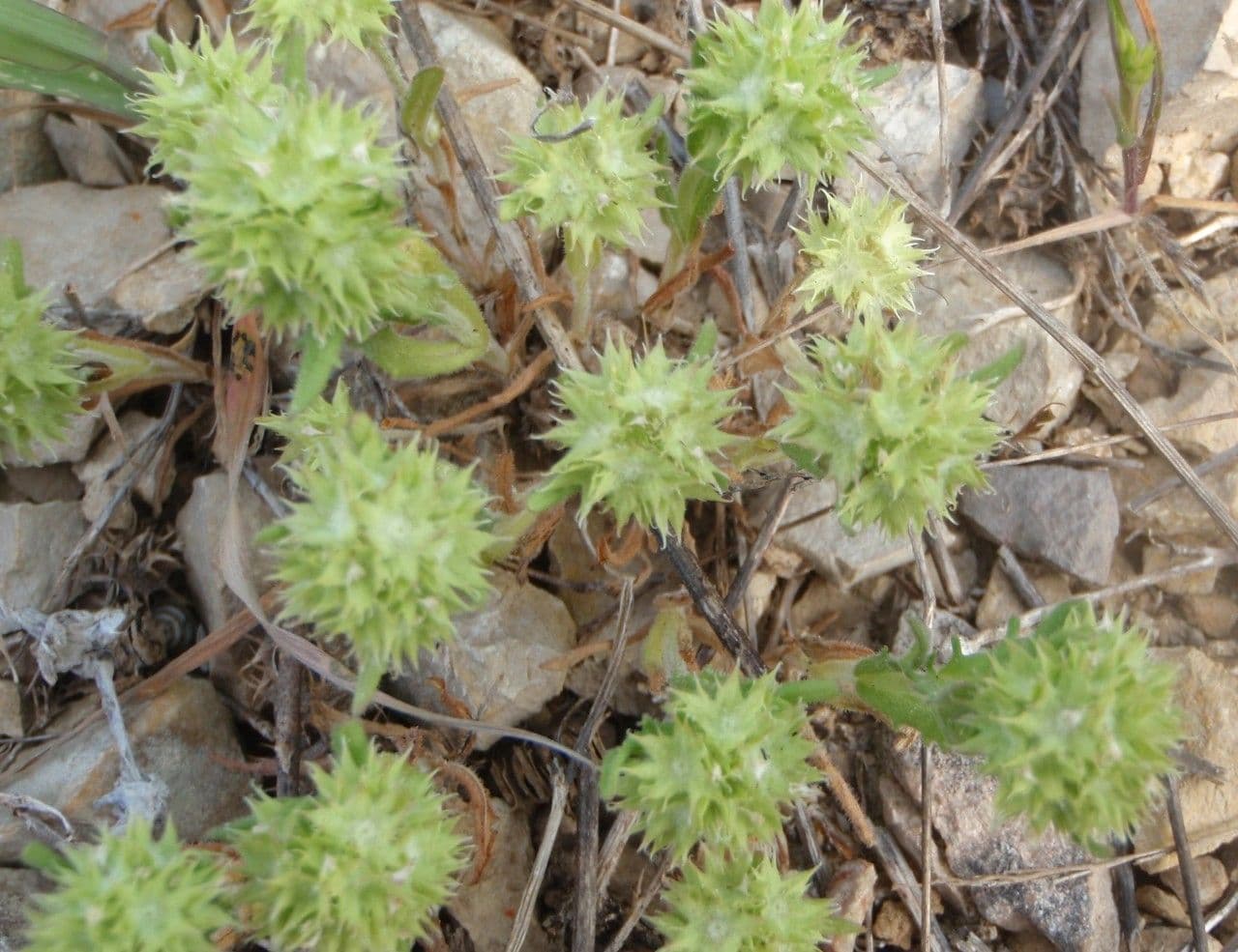 Valerianella coronata mit charakteristischen gekrönten Früchten