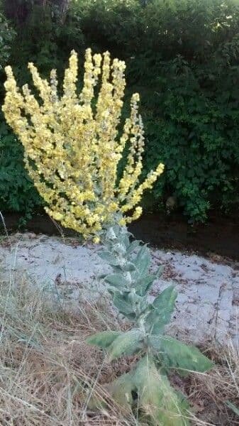 Flockige Königskerze mit gelben Blüten und silbernem Laub