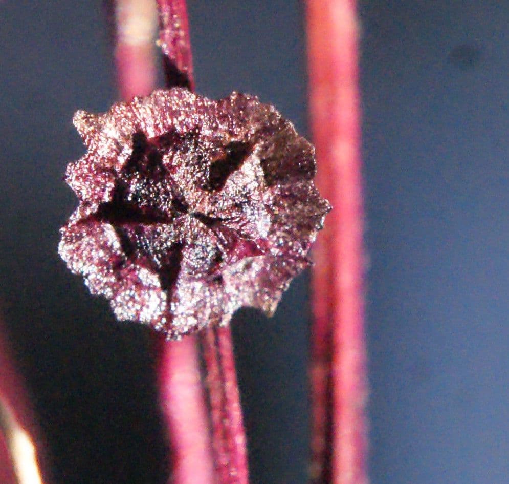 Vleugelpigweed plant met karakteristische gesteelde vormen