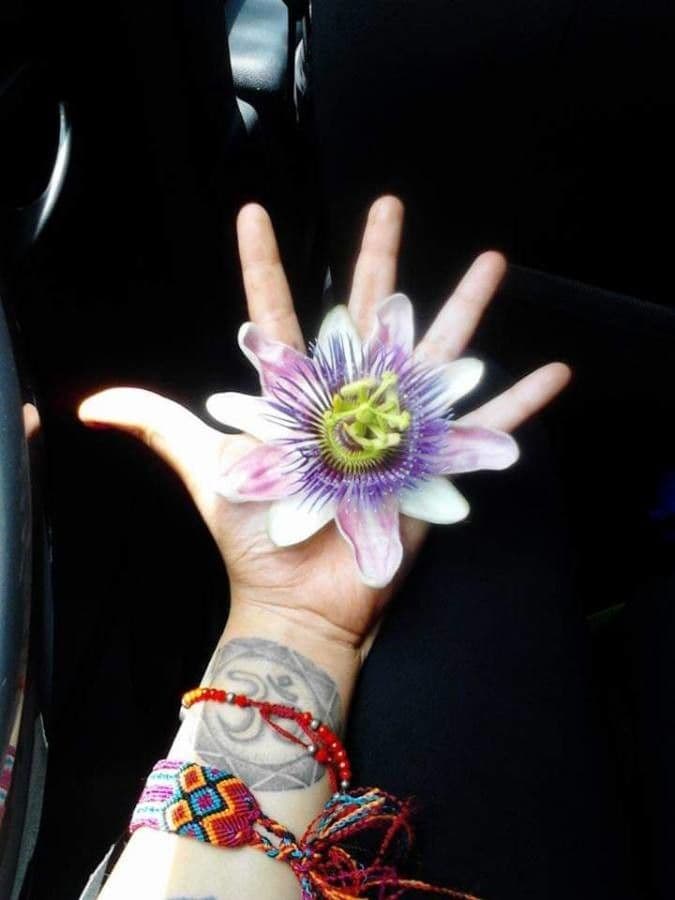 Passiflora morifolia flower with characteristic passion flower crown