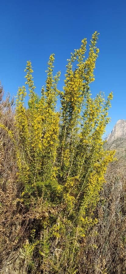 Ulex parviflorus shrub with golden yellow flowers and spines in dry landscape