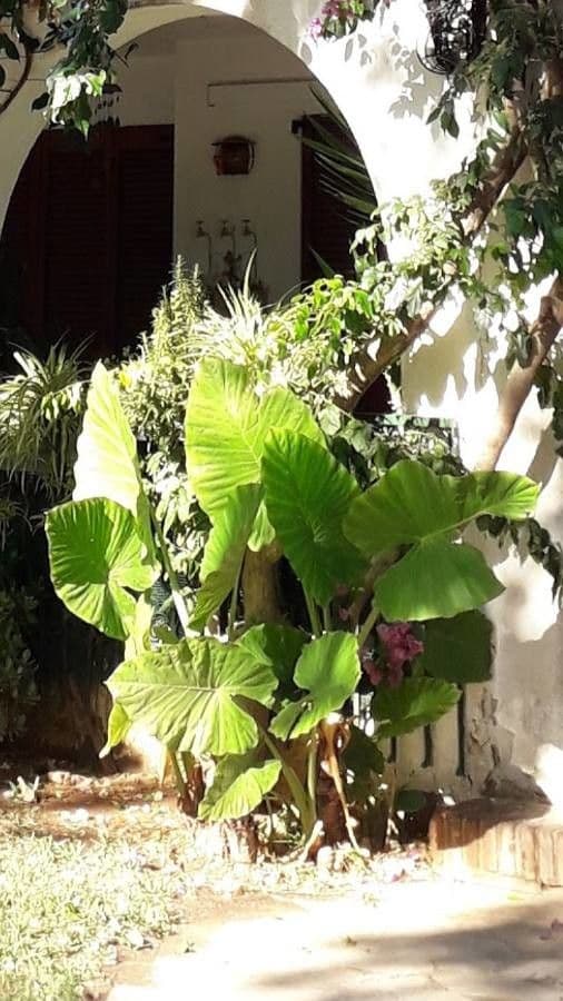 Colocasia esculenta plant met grote hartachtige bladeren in groene tinten