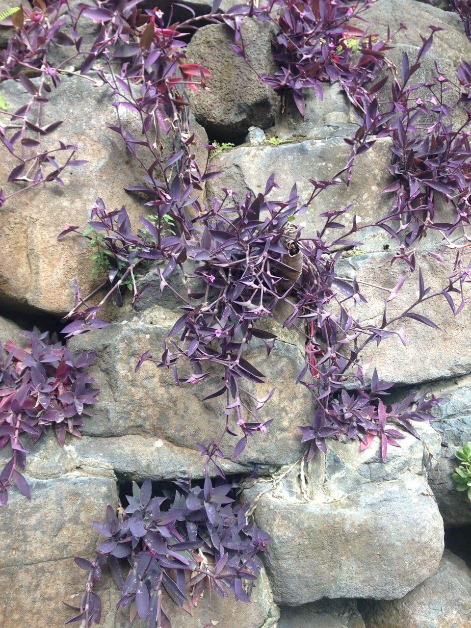 Tradescantia pallida with deep purple foliage