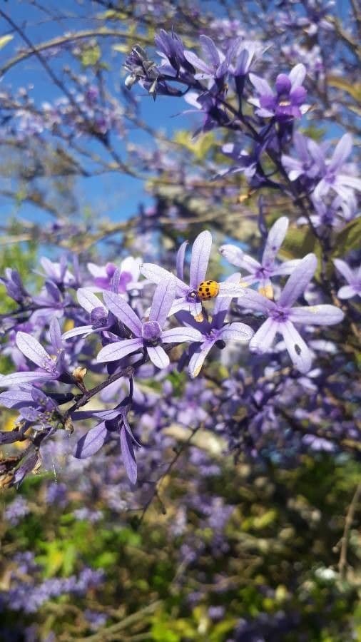 Petraea volubilis mit violetten hängenden Blüten