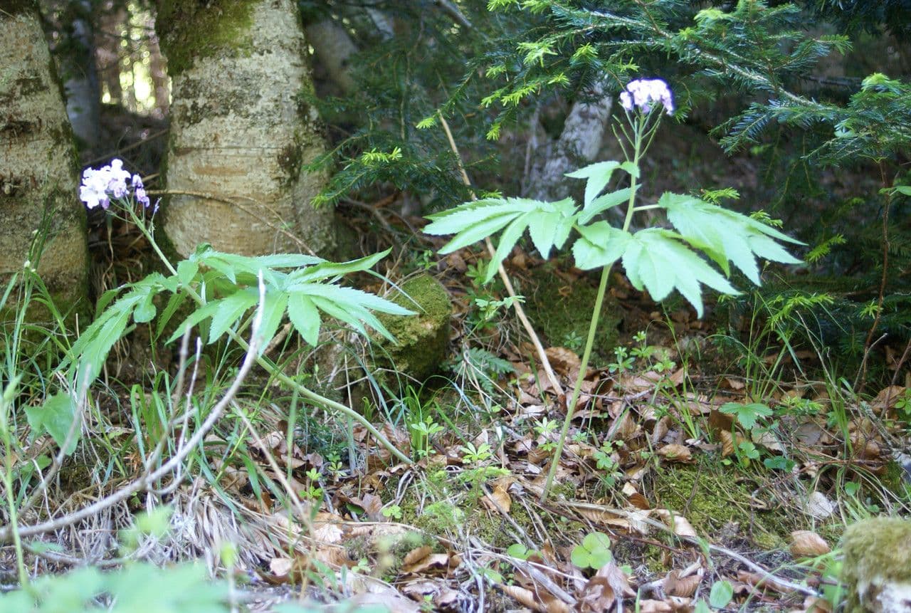 White flowers of Pinnate Coralroot