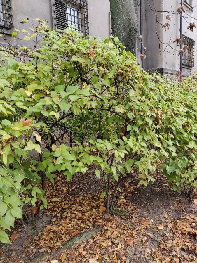 Witte bloemen van Rhodotypos scandens met glanzen zwarte vruchten