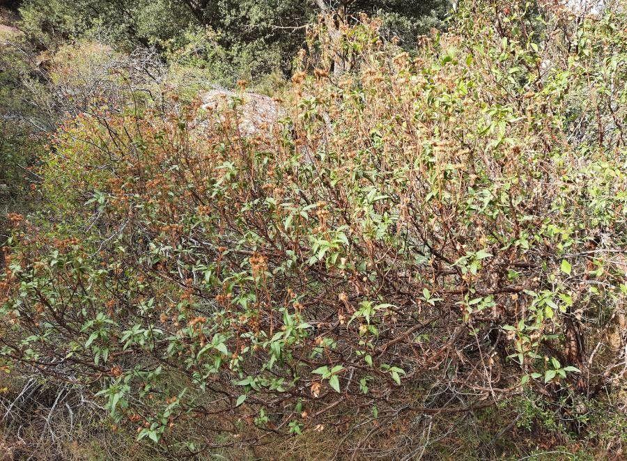 Weiße Blüten der Lorbeerblättrigen Zistrose vor grünem Laub bei voller Sonne
