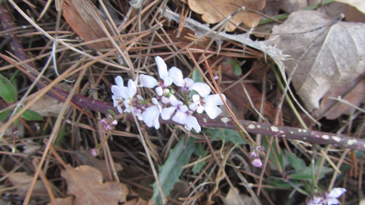 Paarse bloemen van Iberis linifolia in volle bloeizoen