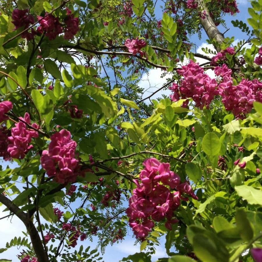 Acacia rose affichant des grappes de fleurs roses et feuillage finement divise