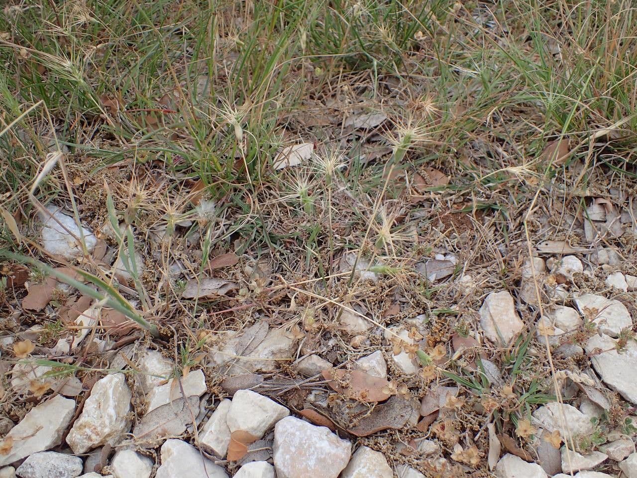 Ähren von Aegilops neglecta im Sommer