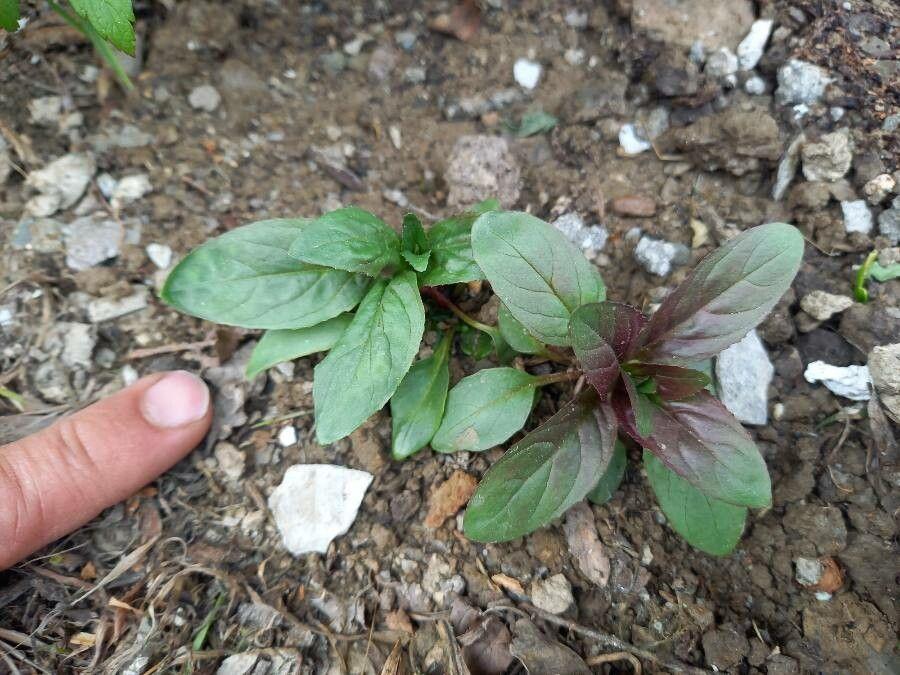 Kantige basterdwederik in volle bloei op een zonnig grasveld met vierkante stengel en lichtroze bloemen